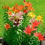 lilium planten of bloembollen, Ophalen of Verzenden