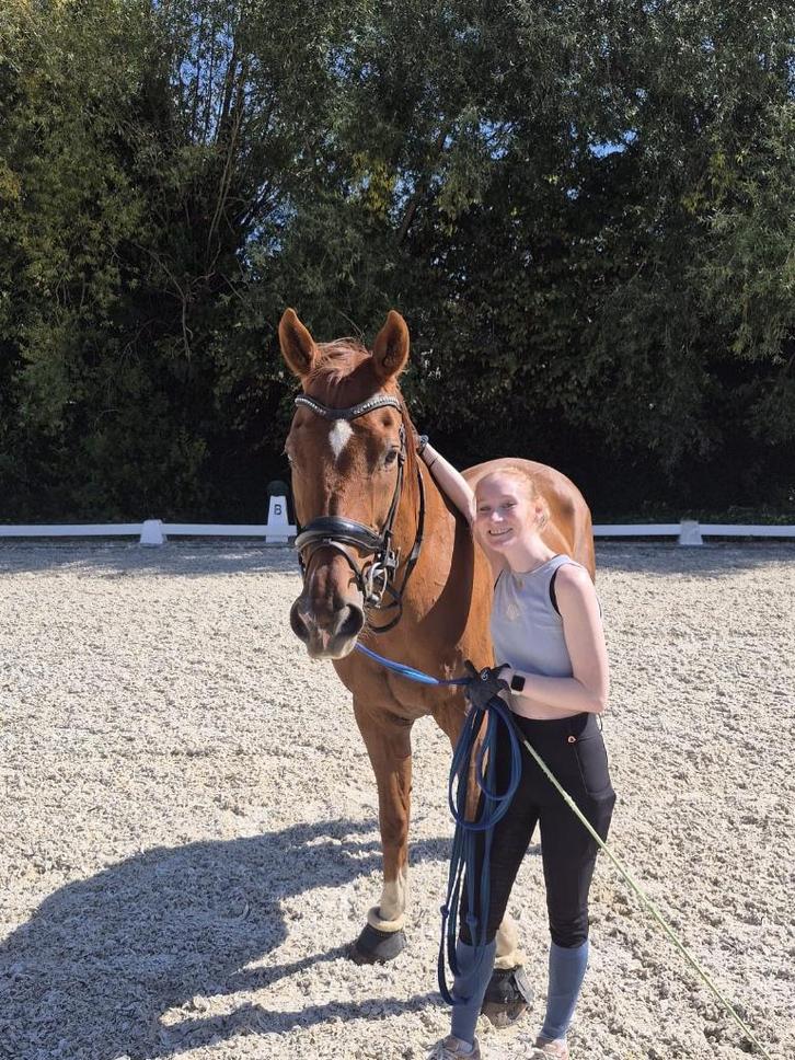 17 jarige ruin te koop (gribaldi x vivaldi) N4 geklasseerd, Animaux & Accessoires, Chevaux, Hongre, Z, 170 à 175 cm, 11 ans ou plus