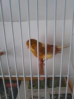 Bonte mannelijk kanarie  bruin/geel, Dieren en Toebehoren, Vogels | Kanaries, Mannelijk, Kleurkanarie