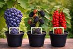 3 fruitplanten in pot – druif, braambes & rode aalbes, Enlèvement, En pot