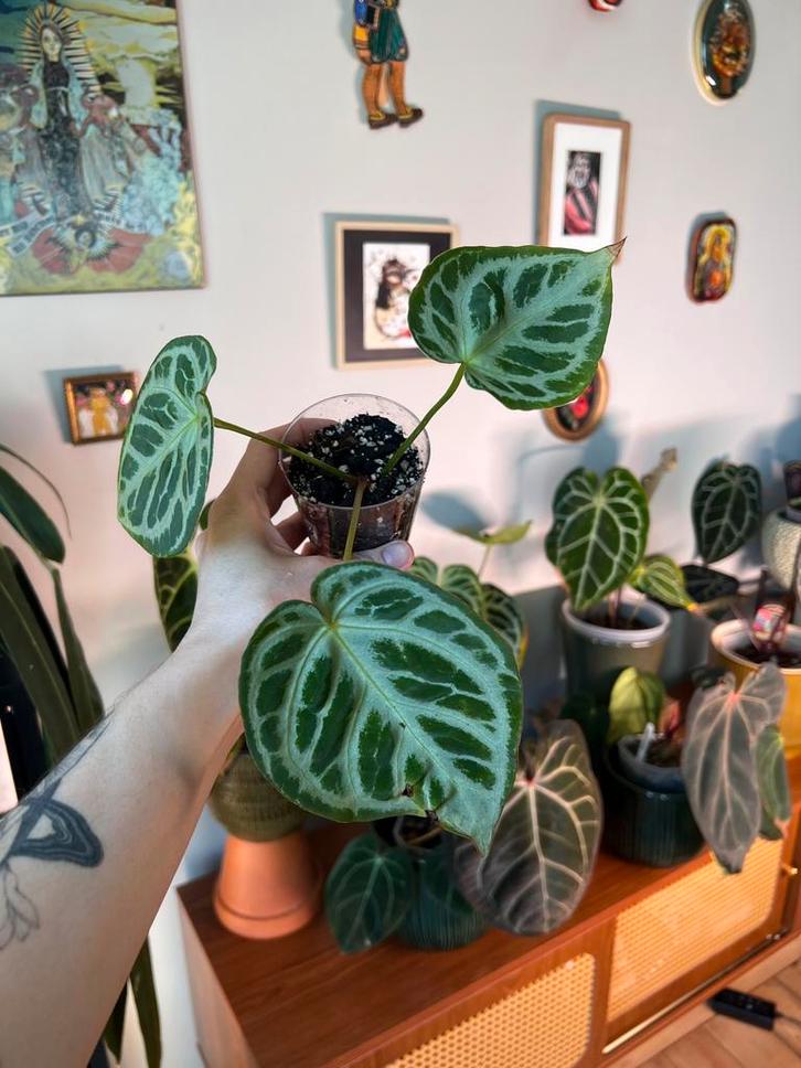 Anthurium Silver Blush, Huis en Inrichting, Kamerplanten, Ophalen