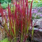 Imperata Red Baron aan super solden, Enlèvement, Mi-ombre