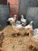 Brhama kuilens van 31 mei, Dieren en Toebehoren, Pluimvee, Meerdere dieren, Kip