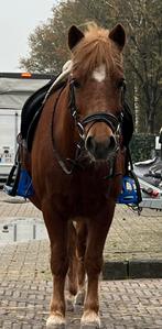 Waanzinnig brave kinder en men pony, Dieren en Toebehoren, L, B pony (1.17m tot 1.27m), 11 jaar of ouder, Recreatiepony