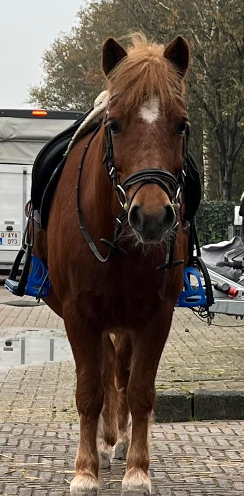 Waanzinnig brave kinder en men pony, Dieren en Toebehoren, Pony's, Merrie, L, B pony (1.17m tot 1.27m), Recreatiepony, 11 jaar of ouder