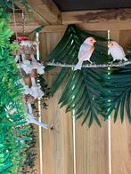 Rood mozaiek kanarie, Dieren en Toebehoren, Vogels | Kanaries