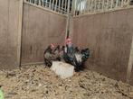 Toom Barnevelder zilver zwart gezoomd, Dieren en Toebehoren, Pluimvee, Meerdere dieren, Kip