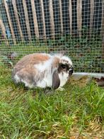 Nhd voedster, Plusieurs animaux, Nain, Oreilles tombantes, 0 à 2 ans