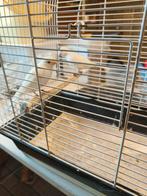 Kanarie poppen, Dieren en Toebehoren, Vogels | Kanaries