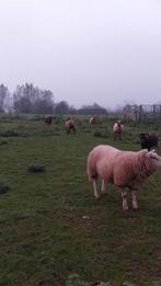 Schapen te koop