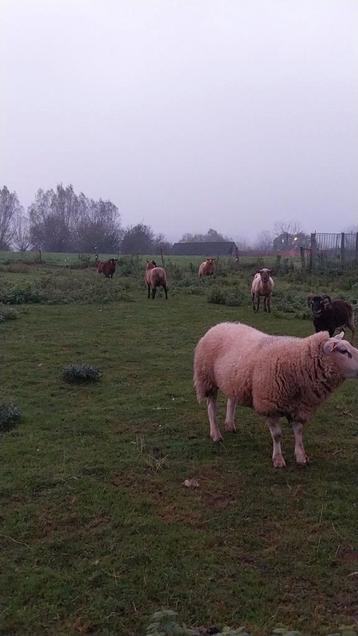 Schapen te koop  beschikbaar voor biedingen