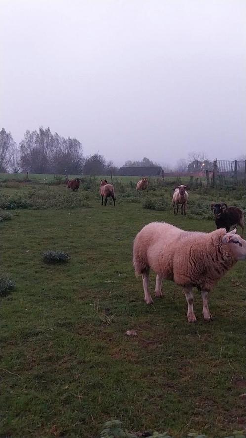 Schapen te koop, Dieren en Toebehoren, Schapen, Geiten en Varkens