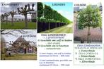 LINDEBOMEN HOOGSTAM, oa Winterlinde (Tilia Cordata), 35€/st, Tuin en Terras, 250 tot 400 cm, Zomer, Ophalen, Volle zon