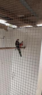 Rode rosella, Dieren en Toebehoren, Vogels | Parkieten en Papegaaien