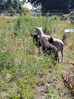 Het scheren van schapen., Dieren en Toebehoren, Schapen, Geiten en Varkens, Schaap
