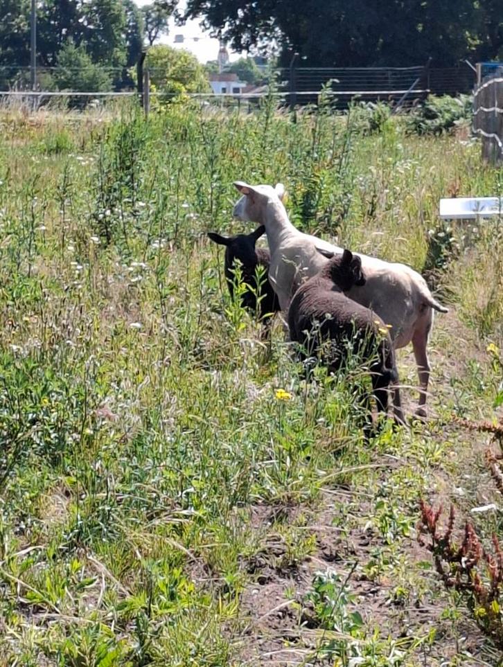Het scheren van schapen., Dieren en Toebehoren, Schapen, Geiten en Varkens, Schaap