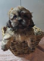 Shih tzu pups, Dieren en Toebehoren, België, CDV (hondenziekte), 8 tot 15 weken, Meerdere