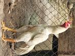 Wit shamo haantje, Dieren en Toebehoren