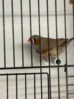 Grote bruine zebravink man, Dieren en Toebehoren, Mannelijk, Tropenvogel, Geringd