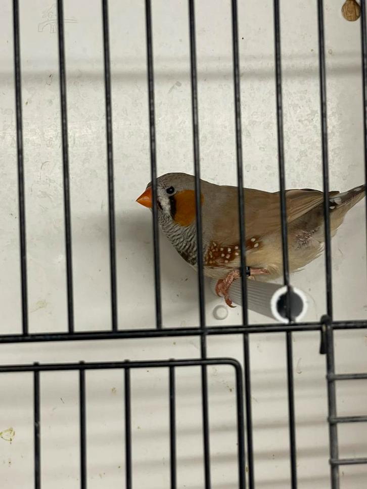 Grote bruine zebravink man, Animaux & Accessoires, Oiseaux | Oiseaux Autre, Oiseau tropical, Mâle, Bagué