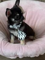 Chihuahua reutje korthaar FCI, Dieren en Toebehoren, Honden | Chihuahua's en Gezelschapshonden, België, Fokker | Hobbymatig, Reu