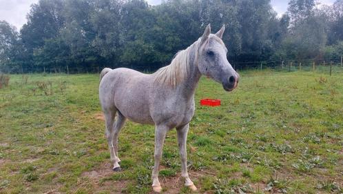 Lieve brave merrie 11 jaar oud, fokmerrie, d-pony, Dieren en Toebehoren, Pony's, Merrie, Zadelmak
