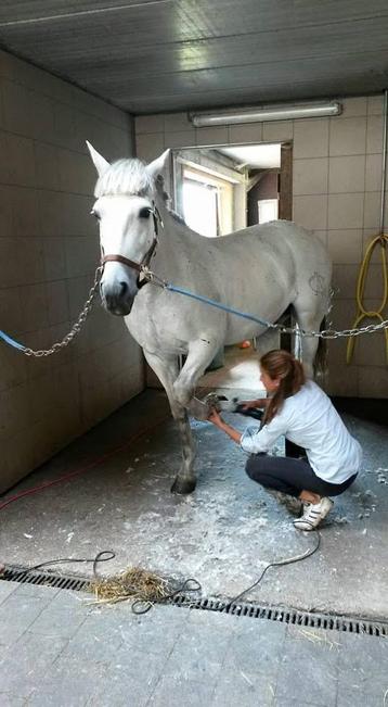 Scheren van paarden en pony’s  beschikbaar voor biedingen