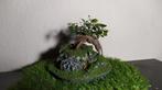 2 mini bonsai ficus + pot fait main, Maison & Meubles, Plantes d'intérieur, Enlèvement, Bonsai