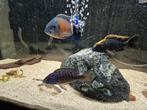 Diverse Malawicichliden mannetjes, Dieren en Toebehoren, Vissen | Aquariumvissen, Vis, Zoetwatervis