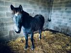 Freiberger x haflinger e pony 10/3/24, Dieren en Toebehoren, Paarden, Merrie, Zadelmak