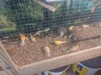 30kanarie's te koop, Dieren en Toebehoren, Vogels | Kanaries