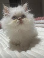 Prachtige perzische kittens( Himalaya), Dieren en Toebehoren, Katten en Kittens | Raskatten | Langhaar, Meerdere dieren, Gechipt