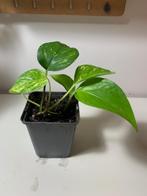Pothos, Enlèvement