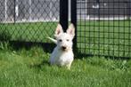 Schotse terrier pups  🐾, CDV (hondenziekte), Meerdere, 8 tot 15 weken, Meerdere dieren