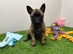 Nestje Mechelse Herder pups, België, CDV (hondenziekte), 8 tot 15 weken, Meerdere