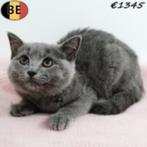 Prachtige blauwe British Shorthair te koop (Belgisch), Dieren en Toebehoren, Poes, Gechipt, 0 tot 2 jaar