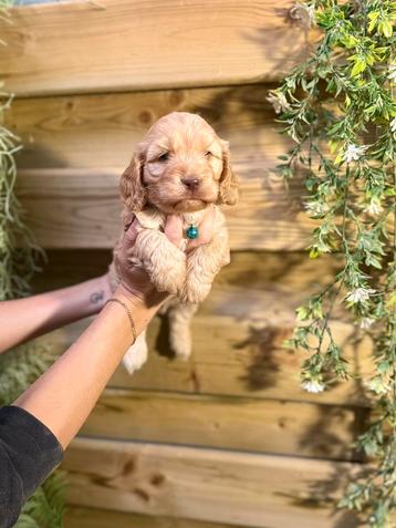 Prachtige cockapoo pup beschikbaar voor biedingen