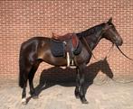 Lieve E pony, Ruin