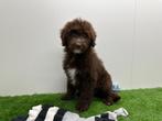 Bordoodle Puberpups - Chocolat (BordercolliexPoedel), België, 8 tot 15 weken, CDV (hondenziekte), Meerdere