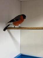 Gezocht koppels wildkleur goudvinken, Geringd