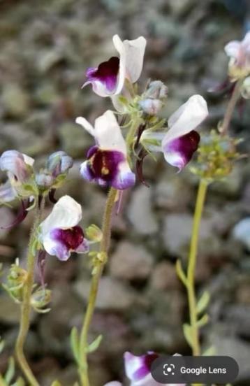 Linaria aeruginea neon lights, lees beschrivjing  beschikbaar voor biedingen
