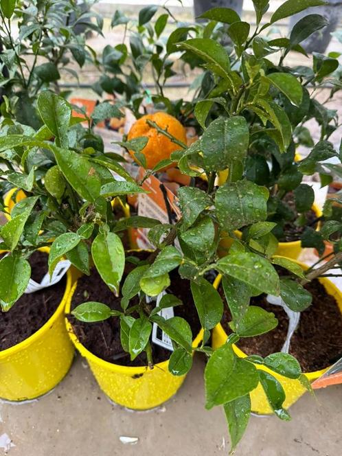 Citronniers yuzu en pot de 3l  à seulement 29€ l’un, Jardin & Terrasse, Plantes | Arbustes & Haies, Enlèvement ou Envoi