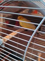 Gele kanarie man, Dieren en Toebehoren, Vogels | Kanaries
