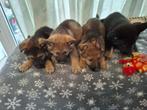 Duitse herder pups, Dieren en Toebehoren, Honden | Herdershonden en Veedrijvers, België, 8 tot 15 weken, Meerdere, Meerdere dieren