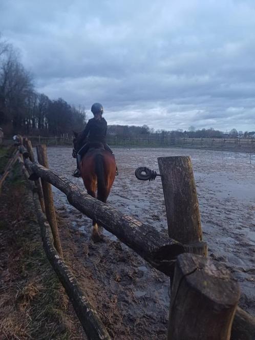 Halve stal paardje gezocht, Dieren en Toebehoren, Paarden, Meerdere dieren, Niet van toepassing, 160 tot 165 cm, 11 jaar of ouder