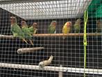 Roseicollies, Dieren en Toebehoren, Vogels | Parkieten en Papegaaien, Meerdere dieren, Dwergpapegaai of Agapornis