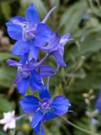 1 jarige delphinium, lange bloeier, lees beschrijving, Volle zon, Eenjarig, Zomer, Ophalen