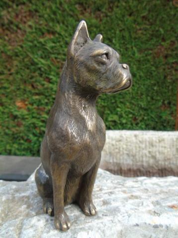 Een hond zittend in een bronzen boxershort beschikbaar voor biedingen