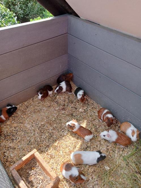 Jonge cavia zeugjes en beertjes, Dieren en Toebehoren, Knaagdieren, Meerdere dieren, Cavia, Tam