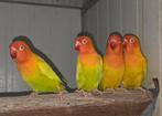 4-0 Fischeri pale fallow 2024, Dieren en Toebehoren, Vogels | Parkieten en Papegaaien